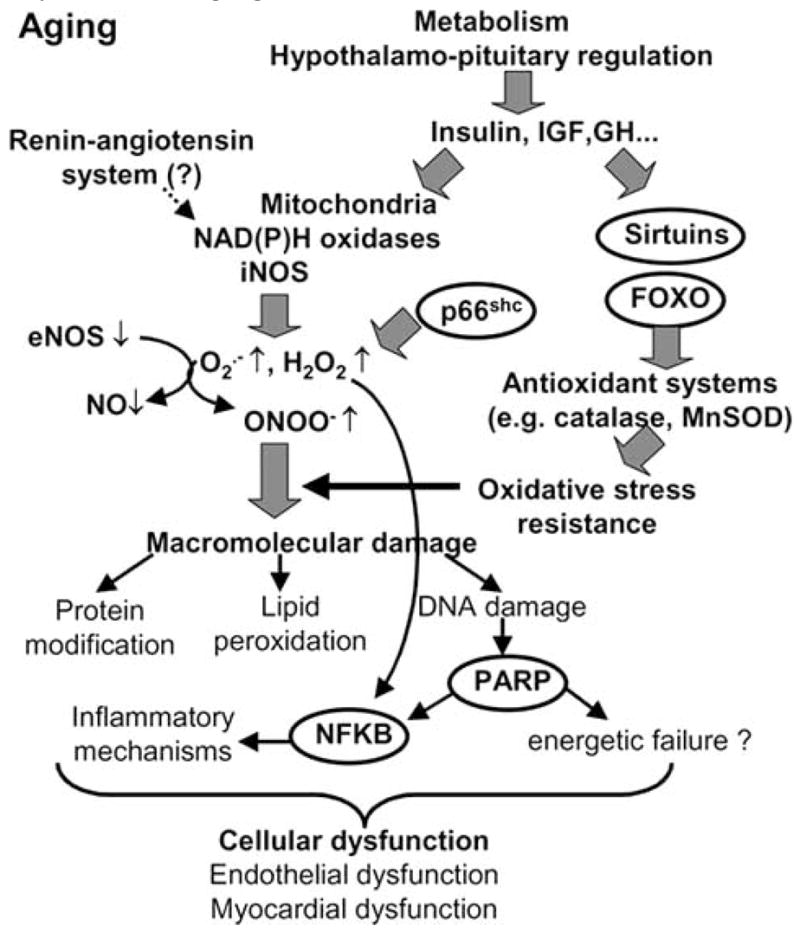 Fig 5