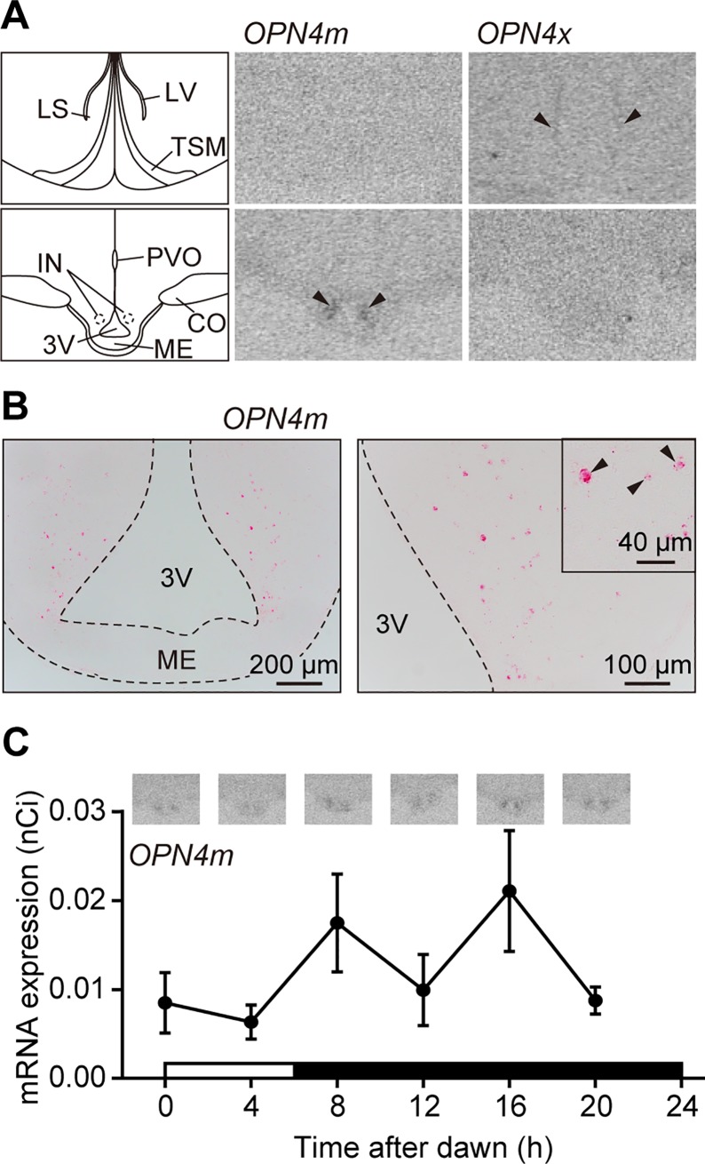 Fig 3