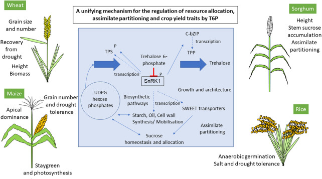 Figure 1.