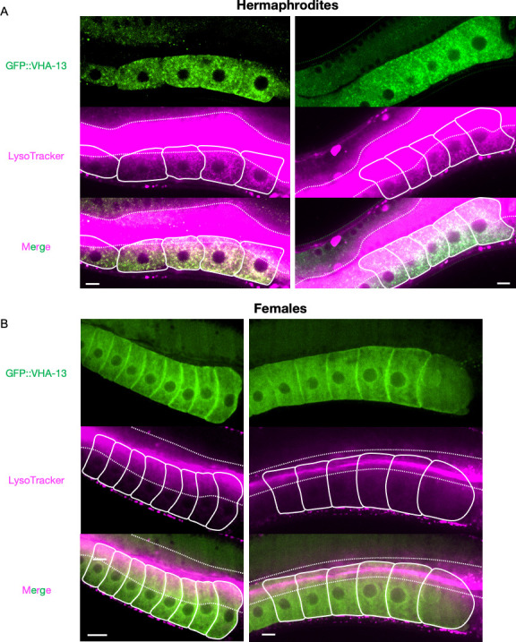 Figure 3—figure supplement 4.
