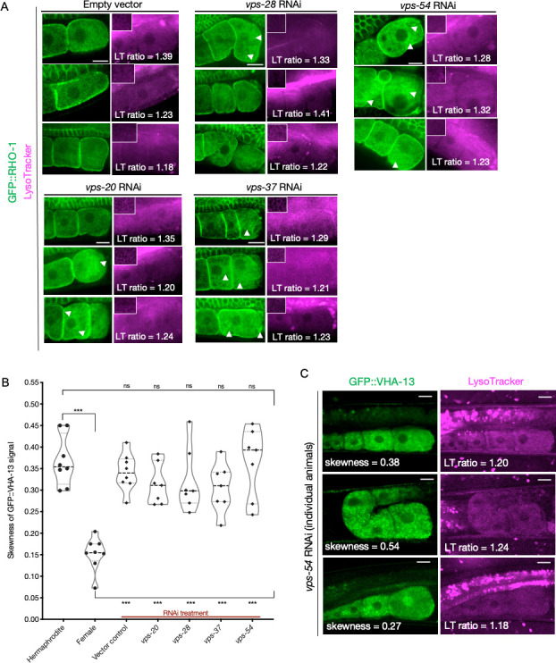 Figure 5—figure supplement 3.