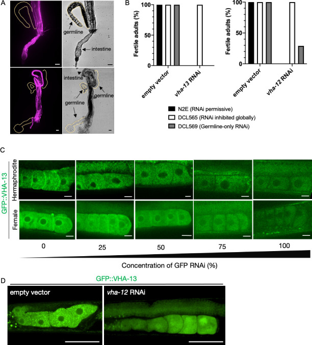 Figure 3—figure supplement 2.