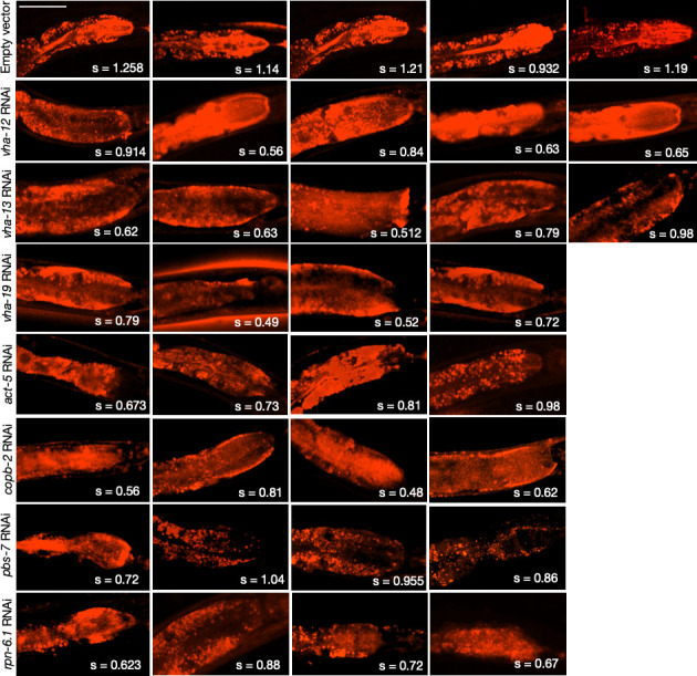 Figure 6—figure supplement 2.