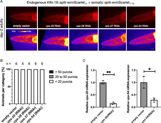 Figure 6—figure supplement 4.