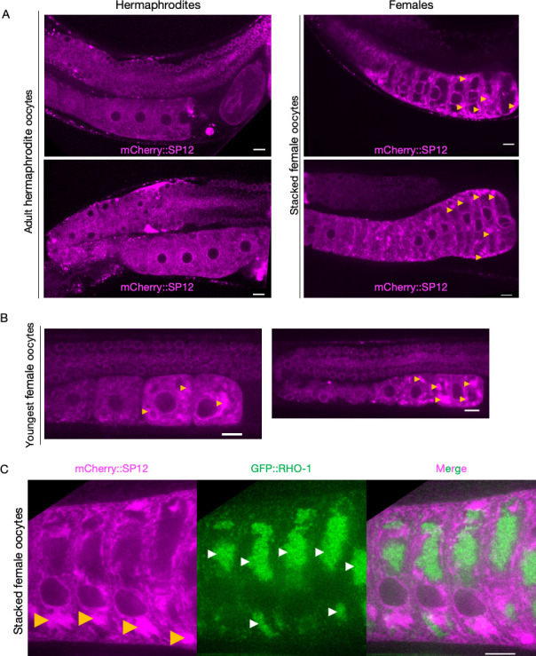 Figure 2—figure supplement 1.