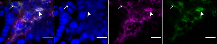 Figure 4