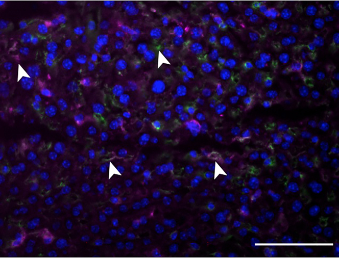 Figure 5