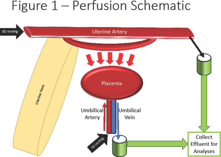 Figure 1: