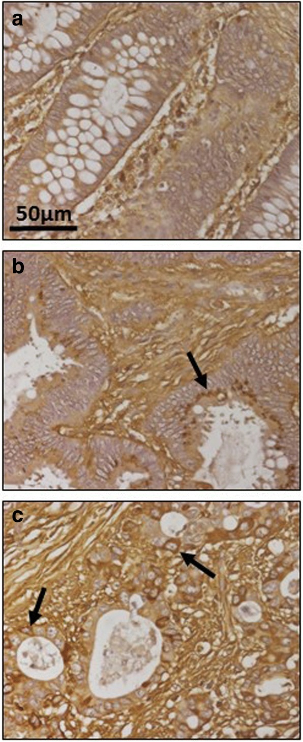 Fig. 10