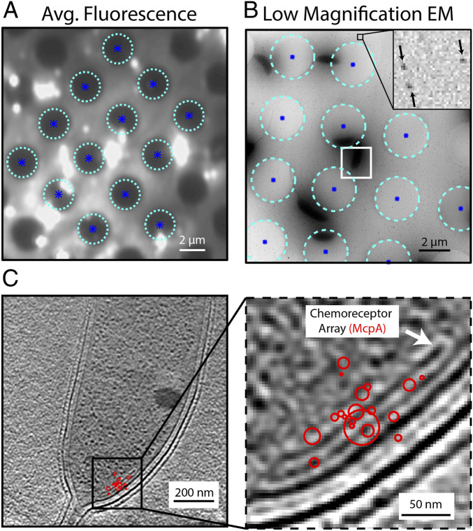 Fig. 4.