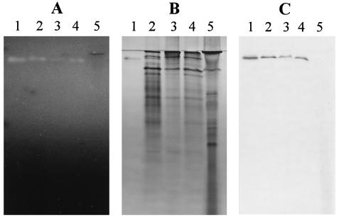 FIG. 7