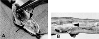 FIG 1