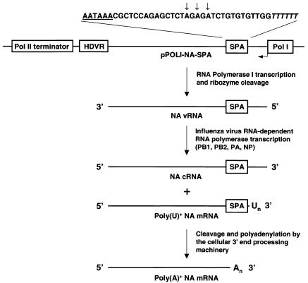 graphic file with name kvd11101.jpg