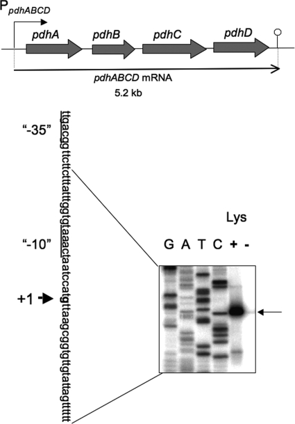 FIG. 5.