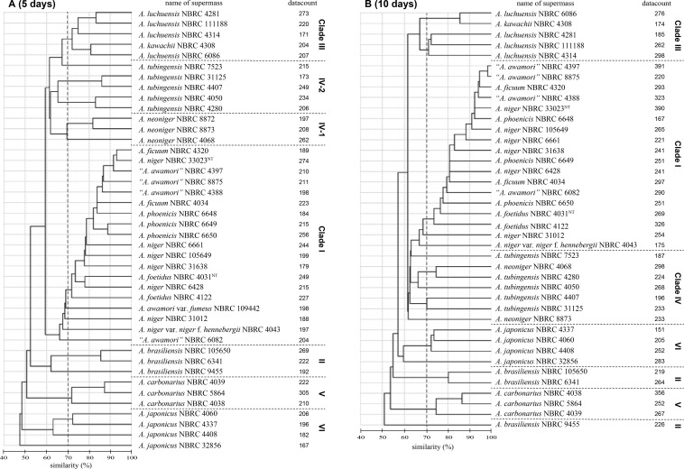 Fig. 2 -Dendrogram of Aspergillus sect. Nigri constructed from the supermasses per strain by the SARAMIS using single-linkage agglomerative cluster analysis. Cultures incubated at 5 d (A) and 10 d (B) on potato dextrose agar medium were used in the analysis. The scale bar below indicates the similarity (%). Broken vertical line means the position of 70% similarity in the dendrogram. Broken horizonal line shows separation of phylogenetic clades. Accumulated number of peaks showed as datacount.