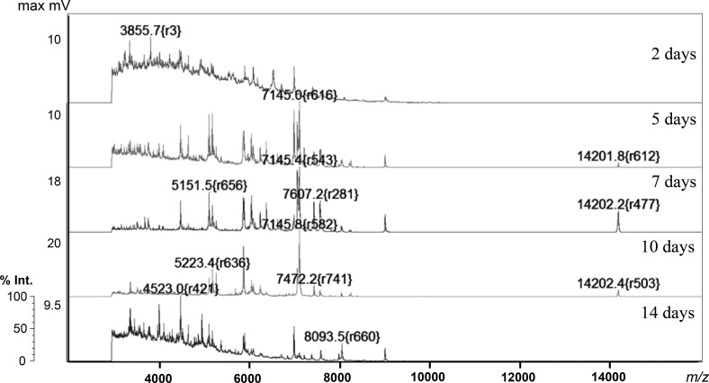 Fig. 1 -Examples of variation in MALDI-TOF MS spectra with incubation periods (Aspergillus niger NBRC 33023 grown on potato dextrose agar medium). The vertical axis represents relative intensity (%) with absolute value of maximum mV, and horizontal axis represents mass-to-charge ratio (m/z).