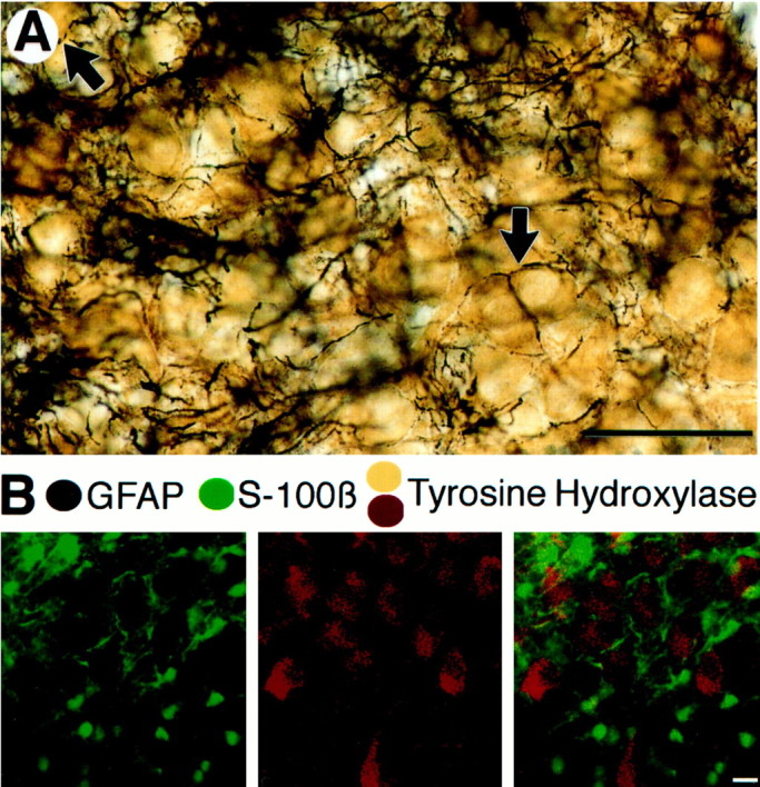 Fig. 8.