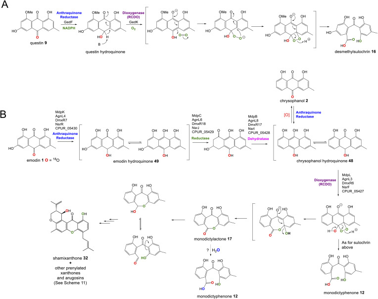 Scheme 5