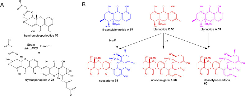 Scheme 6