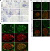 Figure 2—figure supplement 1.