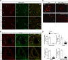 Figure 4—figure supplement 1.
