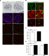 Figure 3—figure supplement 1.