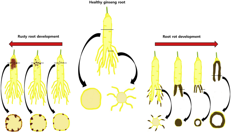 Fig. 1