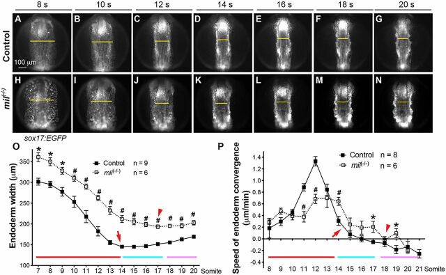 Fig. 2. S1pr2 is required for efficient endoderm convergence during segmentation. Epifluorescence time-lapse experiments were performed on control and mil mutant embryos (supplementary material Movie 1). (A-N) Snapshots of the anterior endoderm from the movies, at the stages indicated. Dorso-anterior views; yellow lines (equivalent length for embryos at the same stage), width of the anterior endodermal sheet, showing that the endodermal sheet was wider in mutant. (O,P) The average endoderm width (O) and convergence speed (P). Red, cyan and pink lines represent the periods of rapid convergence, little convergence and expansion, respectively. Arrows and arrowheads mark completion of convergence. *P<0.05; #P<0.01 versus control. Data are mean±s.e.m.