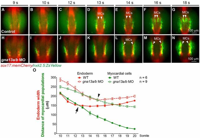 Fig. 4. Gα13 is required for all stages of myocardial migration. Epifluorescence time-lapse experiments performed on the embryos indicated (supplementary material Movie 2). (A-N) Snapshots of the anterior endoderm and myocardial cells from the movies at the stages indicated. Dorso-anterior views. White arrowheads indicate myocardial cells (MCs). (O) Endoderm width (red) and the distance between the two populations of myocardial cells (green) at the stages indicated. Black arrow and arrowhead denote the timepoints at which myocardial precursors were dissociated from the endoderm in the control and gna13a/b MO-injected embryos, respectively. Data are mean±s.e.m.