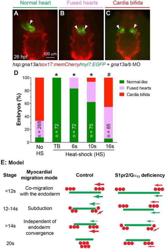 Fig. 6. Gα13 expression prior to myocardial subduction is crucial for myocardial migration. (A-C) Classes of heart morphology phenotypes at 26 hpf, in embryos heat shocked at various stages: normal heart (A), two fused hearts (B) and two separated hearts (C). Arrowheads denote hearts. (D) Distribution of heart phenotype classes in embryos heat shocked at the indicated stages of development. The total number of embryos is indicated. *P<0.001; #P=0.8, percentage of normal-like embryos in indicated groups versus non-heat shocked group. (E) Model of how the endoderm and myocardial cells interact during heart-tube formation. The relative positions and velocities of migration of the endodermal sheet (green) and myocardial precursors (red dots) in control and S1pr2/Gα13-defective embryos at the indicated stages of myocardial-cell migration, with the mode of migration indicated. Arrow direction denotes direction of migration; arrow thickness indicates speed of migration.