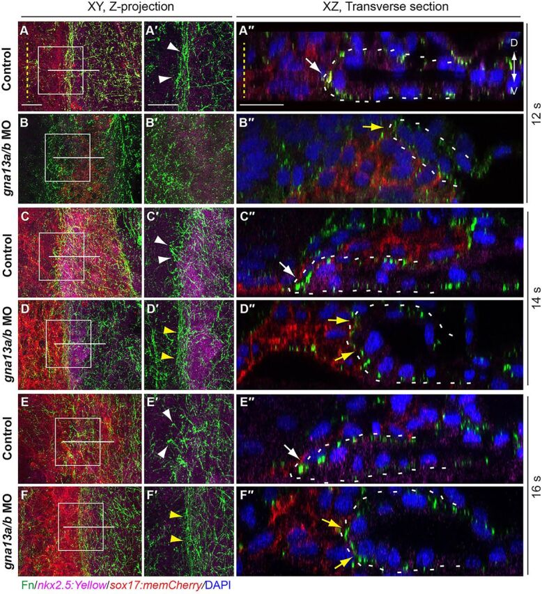 Fig. 8. Fn assembly patterns are disrupted in Gα13 morphants. Whole-mount Fn immunostaining was performed in the embryos indicated. (A-F) Projections of XY views of confocal z-stacks spanning the myocardial cells (magenta), showing Fn assembly (green). (A′-F′) Magnification images of areas shown in boxes in A-F. White and yellow arrowheads indicate leading regions of myocardial populations in control and gna13a/b MO-injected embryos, respectively. (A″-F″) Images of XZ transverse sections of the regions indicated by white lines in A-F. White and yellow arrows indicate Fn assembly in the leading front of myocardial cells in control and gna13a/b MO-injected embryos, respectively. Yellow dashed line, midline; white dashed lines outline myocardial cells; D, dorsal; V, ventral. Scale bars: 20 µm.