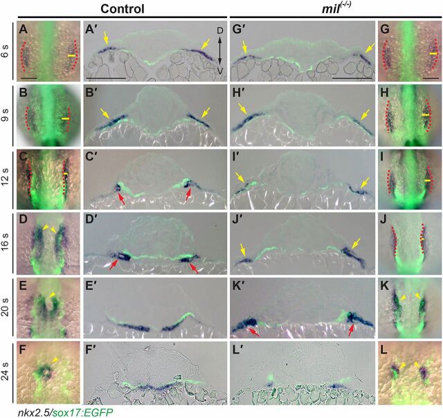 Fig. 3. S1pr2 is required for the subduction and active migration of myocardial precursors. (A-L) Overlays of GFP-labeled endoderm (as revealed by immunofluorescence) and nxk2.5 expression (as revealed by whole-mount in situ hybridization), in embryos at the stages indicated. (A′-L′) Transverse sections of the embryos shown in A-L. Red dashed lines indicate lateral boundaries of the endodermal sheet; yellow lines denote width of the area covered by the myocardial populations; arrowheads indicate myocardial cells; arrows indicate that myocardial cells are located above (yellow) and below (red) the endoderm. Scale bars: 100 µm.