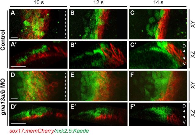 Fig. 5. Subduction of myocardial precursors is impaired in Gα13 morphants. (A-F′) Snapshots from in toto confocal time-lapse movies of control (A-C′) or gna13a/b MO-injected (D-F′) Tg(sox17:memCherry)/(nkx2.5:Kaede) embryos at 10-14 s (supplementary material Movie 5). XY view (A-F), XZ view (A′-F′). Dashed lines denote the midline. D, dorsal; V, ventral. Scale bars: 20 µm.