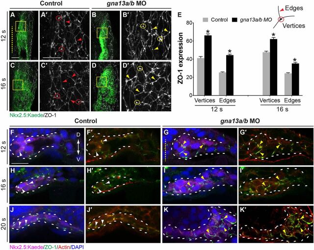 Fig. 7. Epithelial organization of myocardial cells is disrupted in Gα13 morphants. (A-E) Whole-mount ZO-1 immunostaining was performed in embryos indicated at 12 s and 16 s. (A-D) Projections of confocal z-stacks of the right lateral mesoderm showing ZO-1 expression (gray) in the nkx2.5:Kaede-expressing (myocardial) cells (green). (A′-D′) Higher-magnification views of areas shown in boxes in A-D. The vertices were defined as regions where membranes from three adjacent cells come into contact, and the edges as the cell periphery excluding the vertices. Yellow dashed line, midline; circles, vertices; arrowheads, edges. (E) Intensity of ZO-1 expression in myocardial cells at the vertices and edges in control embryos (54 cells from 7 embryos at 12 s and 25 cells from 4 embryos at 16 s) and gna13a/b MO-injected embryos (51 cells from 8 embryos at 12 s and 20 cells from 4 embryos). *P<0.001 versus control. Data are mean±s.e.m. (F-K) Transverse vibratome sections immunostained for Kaede (magenta), ZO-1 (green), actin (Rhodamine-Phalloidin, red) and nuclei (DAPI, blue). Yellow dashed line indicates midline; white dashed lines outline myocardial cells; white and yellow arrowheads indicate normal and ectopic ZO-1 expression, respectively. Scale bars: 20 µm.