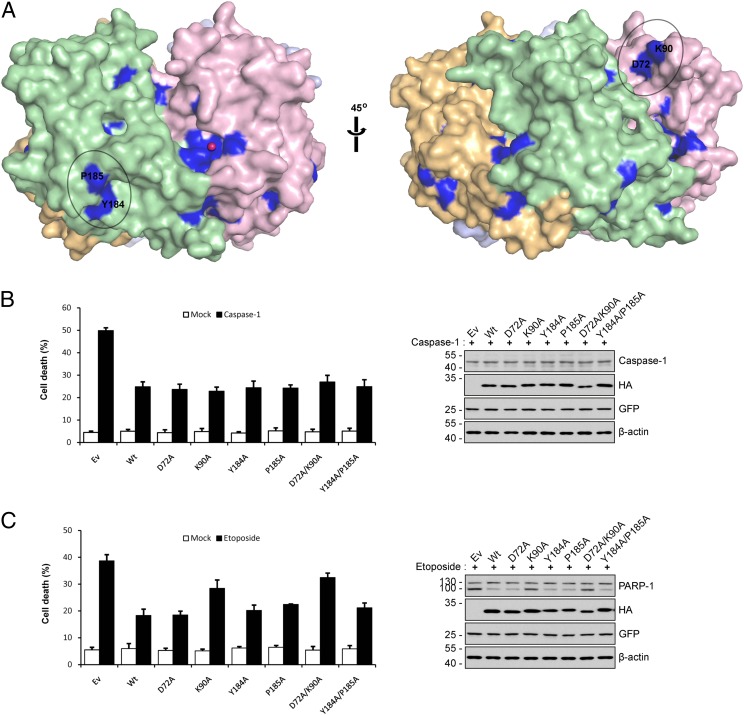 Fig. 6.