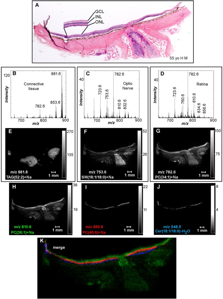 Fig. 2.