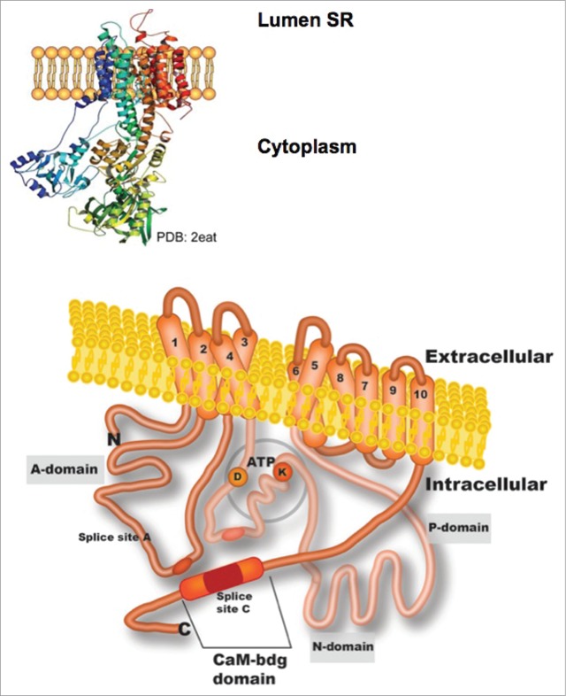 Figure 1.