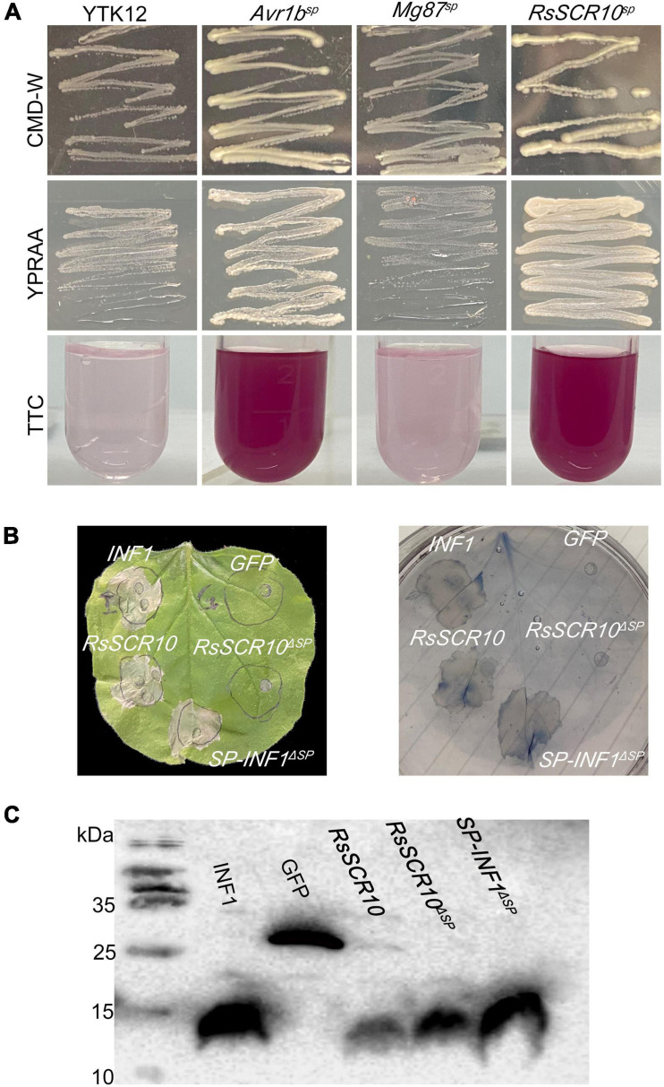 FIGURE 2