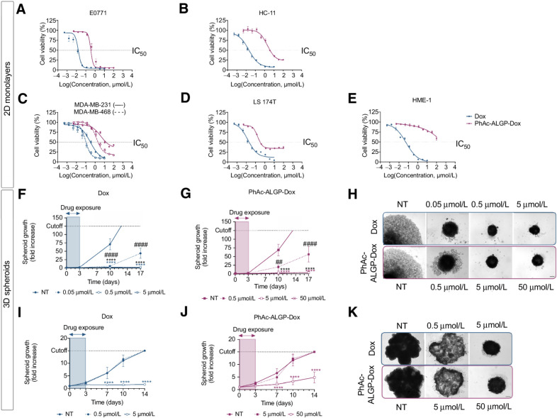 Figure 2. PhAc-ALGP-Dox is highly potent and selective toward in vitro cancer models. A–E, Dose–response curves after 72 hours' exposure to Dox (blue) or PhAc-ALGP-Dox (purple) in 2D monolayers for (A) murine TNBC (E0771), (B) normal murine epithelium (HC-11), (C) human TNBC (MDA-MB-231 and MDA-MB-468), (D) human CrC (LS 174T), or (E) normal human epithelium (HME-1). Graphs are presented as sigmoidal nonlinear fittings, normalized to nontreated controls. F–H, Growth of MDA-MB-231 spheroids after exposure to different concentrations of (F) Dox or (G) PhAc-ALGP-Dox. H, Representative bright field images of spheroids at day 17. I–K, Growth of LS 174T spheroids treated with (I) Dox or (J) PhAc-ALGP-Dox. K, Representative bright field images of LS 174T spheroids at day 14. Data are represented as mean ± SEM of three to five experiments, run in triplicate (n = 9–15). ##, P < 0.01 and ****, P < 0.0001 versus. controls as defined by two-way ANOVA. Scale bar, 200 μm. CrC, colorectal carcinoma; NT, nontreated; TNBC, triple-negative breast cancer.