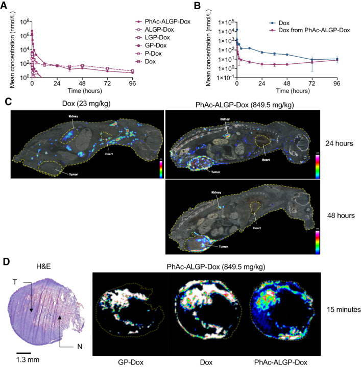 Figure 3. Plasma levels and tissue distribution of PhAc-ALGP-Dox and Dox. A, The plasma levels of PhAc-ALGP-Dox, its potential intermediates, and Dox after intravenous administration of 849.5 mg/kg PhAc-ALGP-Dox in healthy mice (n = 5). B, The plasma levels of Dox after intravenous administration of equimolar doses PhAc-ALGP-Dox (23.6 mg/kg) or Dox (13.3 mg/kg) in healthy animals (n = 5). C, Tissue imaging by MALDI-FITCR MSI depicting the distribution of Dox in E0771 orthotopically implanted tumor-bearing mouse whole body sections at 24 and 48 hours after intravenous administration with PhAc-ALGP-Dox (849.5 mg/kg) or Dox (23 mg/kg). D, H&E-staining (left) and overlapping imaging by MALDI-FITCR MSI (right) depicting the distribution of GP-Dox, Dox, and PhAc-ALGP-Dox in E0771 orthotopically implanted tumor sections at 15 minutes after intravenous administration with PhAc-ALGP-Dox (849.5 mg/kg).