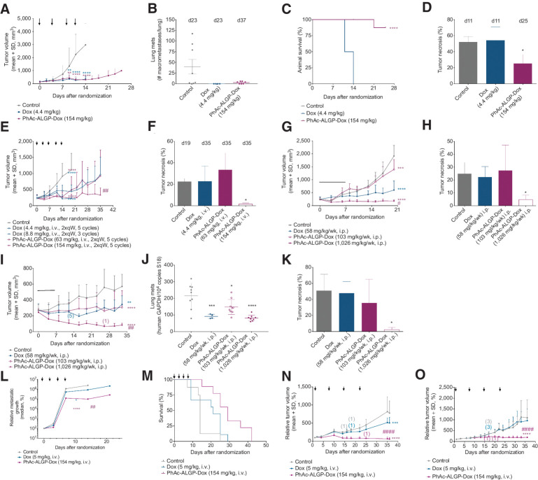 Figure 5. In vivo efficacy of PhAc-ALGP-Dox. A–D, The tumor volume (A) and survival rate (C) of E0771 TNBC orthografts implanted in C57/Bl6 mice treated with Dox (4.4 mg/kg) or PhAc-ALGP-Dox (154 mg/kg). Mice were treated with intravenous bolus injection twice a week for a total of four cycles as indicated by arrows. The number of lung metastatic nodules of each individual group (B) and histological quantification of tumor necrosis in H&E-stained tumor sections (D) were determined at the day of sacrifice. Data represent average + SD (n = 8). *, P = 0.011; **, P < 0.01 ****, P < 0.0001 versus vehicle as defined by one-way (D) or two-way (A) ANOVA; Gehan–Breslow–Wilcoxon test, P < 0.0001 (C). E–H, The tumor volume of MDA-MB-231 TNBC xenografts implanted in NMRI nude mice treated with (E) bi-weekly IV bolus infusion of Dox (4.4 and 8.8 mg/kg) or (G) PhAc-ALGP-Dox (63 and 154 mg/kg) for five cycles in total or by means of osmotic minipumps intraperitoneally implanted delivering 58 mg/kg/week Dox or 103 or 1026 mg/kg/week PhAc-ALGP-Dox for 1 week. At the end of the study, tumor necrosis in intravenously injected (F) and in osmotic minipump treated (H) mice was quantified in H&E-stained tumor sections. Data represent average + SD (n = 8). *, P < 0.03; ***, P < 0.0004 ****, P < 0.0001 versus control or #P < 0.01; ##P < 0.001 versus Dox (58 mg/kg) as defined by one-way (F, H) or two-way (E, G) ANOVA. I–K, The tumor volume (I) of MDA-MB-468 TNBC xenografts implanted in NMRI nude mice treated by means of osmotic minipumps intraperitoneally implanted delivering 58 mg/kg/week Dox or 103 or 1,026 mg/kg/week PhAc-ALGP-Dox for 1 week. In brackets, the number of mice died during the study. At the end of the study, lung metastatic dissemination was determined by qPCR measuring human GAPDH copy number in murine lung tissue (J) and tumor necrosis (K) was quantified in H&E-stained tumor sections. Data represent average + SD (n = 9). *, P < 0.03; **, P = 0.006 ***, P < 0.0009 ****, P < 0.0001 versus control or ##P = 0.0015 versus Dox (58 mg/kg) as defined by one-way (J, K) or two-way (I) ANOVA. L and M, The plot quantifies the relative metastatic growth of E0771 experimental lung colonies (L) and survival rate (M) treated with corresponding different concentration of Dox, or PhAc-ALGP-Dox. Arrows indicate when mice were treated. Data were normalized toward value at day of randomization (d21) to homogenize the variability related to extravasation and lung colonization. Mice received the treatment via TV injection at the time indicated by the arrows. Data represent median of bioluminescence signal (n = 9 per group; *, P = 0.0179; ****, P < 0.0001 vs. control; ##, P = 0.0064 vs. Dox); Gehan–Breslow–Wilcoxon test, P = 0.0034 (M). N and O, Tumor volume assessment during treatment of two different models of patient-derived leiomyosarcoma xenografted in NMRI nude mice. Data are presented as relative tumor volume (%) compared with the baseline. Mice received the weekly treatment via TV injection at the time indicated by the arrows. In brackets, the number of mice died during the study. All data points are shown as mean of relative tumor volume ± SD (n = 10); ***, P = 0.0002; ****, P < 0.0001 versus control or ####P < 0.0001 versus Dox (5 mg/kg) as defined by two-way ANOVA.