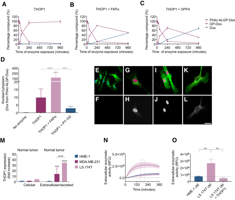 Figure 1. PhAc-ALGP-Dox is activated sequentially by extracellular THOP1 and cytoplasmic DPP4/FAPα in the tumor microenvironment. A–C, Generation of PhAc-ALGP-Dox cleavage products in the presence of recombinant enzymes (THOP1, 0.1 μg/mL; FAPα, 0.04 μg/mL; or DPP4, 0.04 μg/mL). Data are represented as mean ± SD of triplicate analysis, LoQ, 3 nmol/L. D, Quantification of Dox autofluorescence following exposure to 20 μmol/L PhAc-ALGP-Dox for 5 hours. Nuclear/cytoplasmic fluorescence was assessed in HUVEC cells in the presence of recombinant THOP1 (0.1 μg/mL) alone or together with either recombinant FAPα (0.04 μg/mL) or PT-100 (300 nmol/L), an inhibitor of FAPα/DPP4. Bars represent mean + SD of n = 8–12. Asterisks indicate significant differences versus no enzyme or as specified by brackets. ***, P < 0.001, ****, P < 0.0001 as defined by one-way ANOVA corrected for multiple comparisons (Holm–Sidak). E–L, Representative images of HUVEC cells stimulated with PhAc-ALGP-Dox alone (E, F), together with THOP1 (G, H), THOP1 and FAPα (I–J) or THOP1, and PT-100 (K, L). Top panels are merged images of cytoplasmic (Agglutinin, green), nuclear (DAPI, blue), or Dox (autofluorescence, red). Bottom panels are black-white images of Dox autofluorescence. Scale bar, 20 μm. M, Quantification of ELISA data of human THOP1 protein levels in cell lysates and conditioned media of cancer cells (MDA-MB-231 and LS 174T) compared with normal (HME-1) cells. Bars are mean + SD of three independent ELISAs run in duplicate. Asterisks indicate significant differences versus no enzyme or as specified by brackets. ***, P < 0.001, ****, P < 0.0001 as defined by one-way ANOVA corrected for multiple comparisons (Holm–Sidak). N, Kinetic activation of Dnp(k)-ALGP-CouAla by extracellular peptidases in normal (HME-1, blue) or tumor (LS 174T, purple) conditioned medium. Dashed purple line represents the signal in tumor conditioned media, preincubated with a THOP1 inhibitor (THOPi, 10 μmol/L). O, Quantification of Dnp(k)-ALGP-CouAla conversion after 180 minutes. Bars are mean + SD, pooled from three independent experiments (n = 6). **, P < 0.01 as defined by one-way ANOVA.