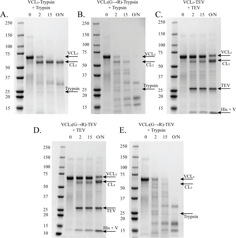 Fig 5