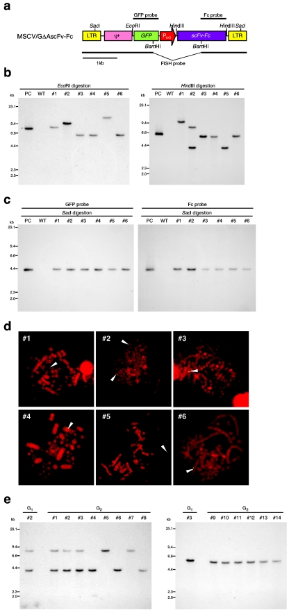 FIG.3.