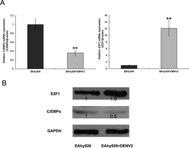 Fig. 6