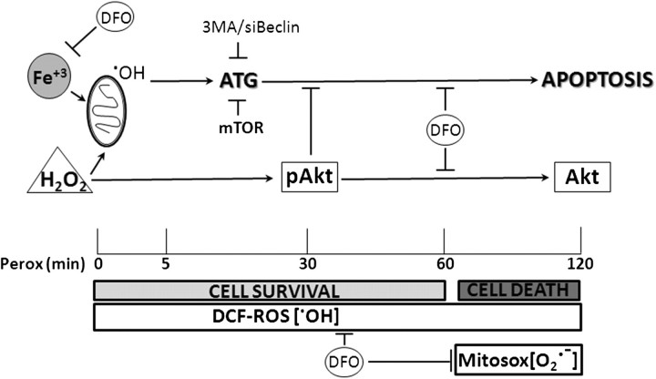 FIG. 12.