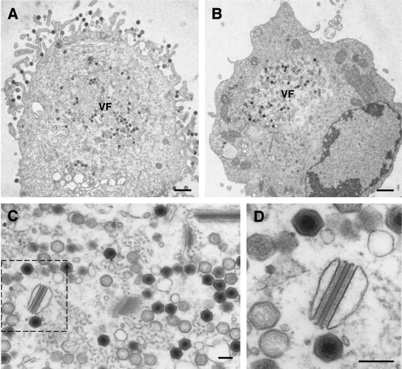 FIG. 7