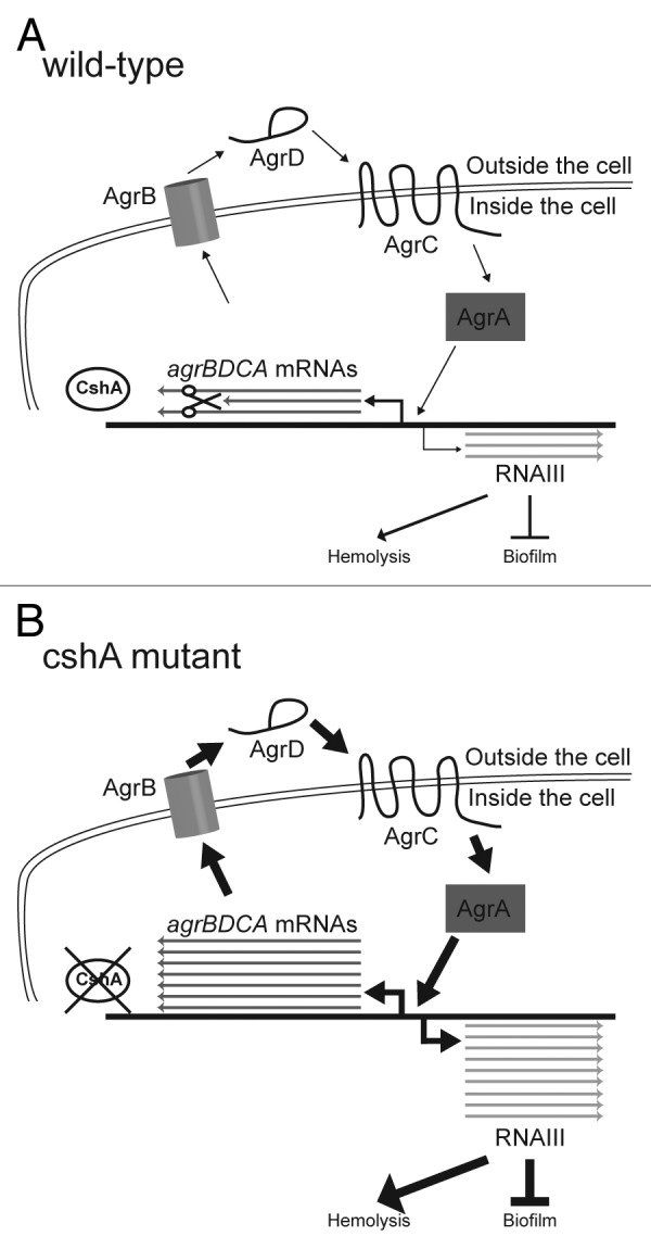 graphic file with name rna-10-157-g5.jpg