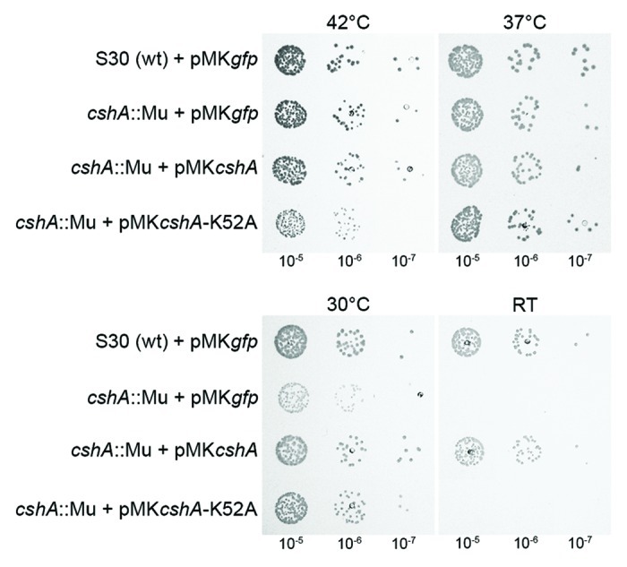 graphic file with name rna-10-157-g2.jpg