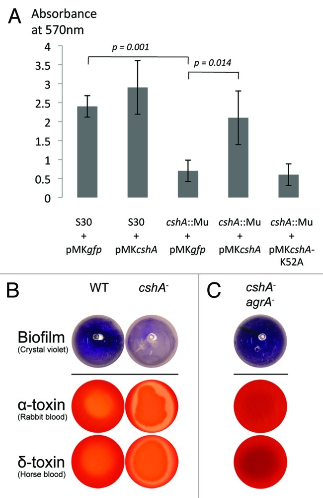 graphic file with name rna-10-157-g3.jpg